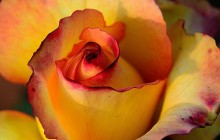 Fragrant rose wallpaper - Roses