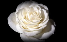 White rose flower wallpaper - Roses