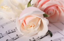 Light roses wallpaper - Roses