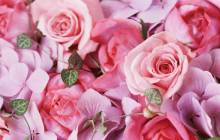 Rose wallpaper desktop - Roses