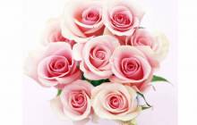 Pink roses wallpaper - Roses