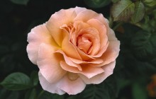 Hybrid tea rose wallpaper - Roses