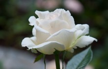 White rose - Roses