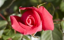 Small red rose wallpaper - Roses