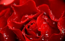 Rose petals - Roses