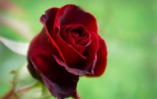 Real red rose - Roses