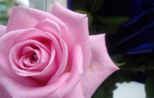 Pink rose HD wallpaper - Roses