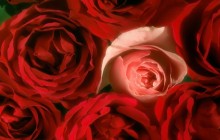 Sensuous Beauties - Roses