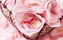 Beautiful rose wallpaper - Roses