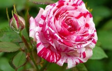 White pink rose - Roses