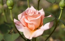 Pink rose and buds wallpaper - Roses