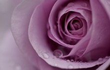 Purple rose flower - Roses