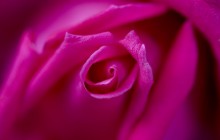 Pink rose petals wallpaper - Roses