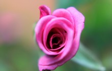 Single rose flower - Roses