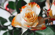 New rose wallpaper - Roses