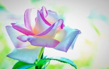 Beautiful rose flower wallpaper - Roses