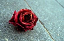 Dried rose wallpaper - Roses