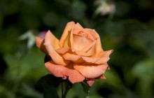Pale orange rose wallpaper - Roses