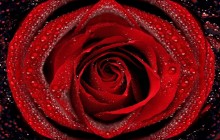 Rose flower images - Roses