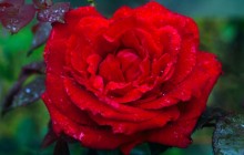 A Wild Rose wallpaper - Roses