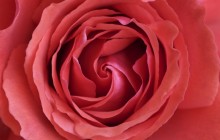 Pale red rose center wallpaper - Roses