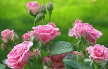 Cute rose flowers - Roses