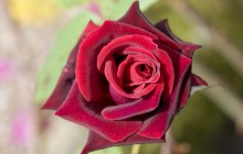 Deep red rose wallpaper - Roses