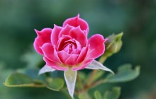 Pink rose flower - Roses