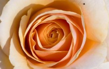 Light orange rose wallpaper - Roses