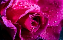 Magenta rose wallpaper - Roses