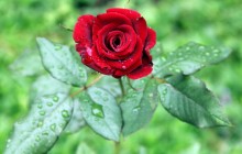 Photo of red rose wallpaper - Roses