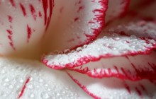 Red and white rose - Roses