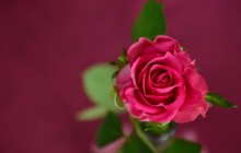 Rose flower wallpaper hd - Roses