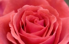 Big red rose flower - Roses