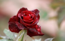 Best red rose - Roses