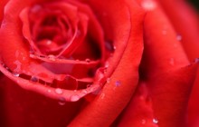 Most beautiful red rose flowers - Roses