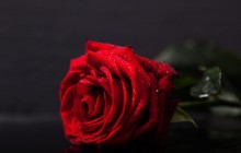 The best red rose - Roses