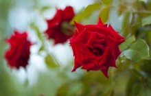 Beautiful red roses - Roses
