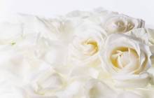 White roses wallpaper - Roses