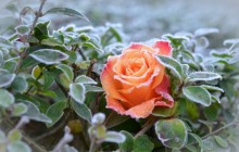Frozen rose wallpaper - Roses