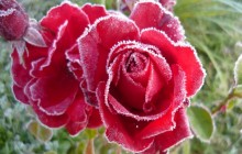Frozen roses wallpaper - Roses