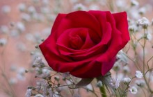 Fragrant red rose wallpaper - Roses