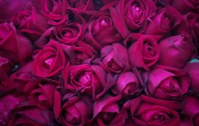 Purple roses wallpaper - Roses
