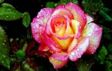 Wet rose wallpaper - Roses