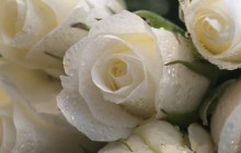 White roses desktop wallpaper - Roses