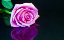 Single rose images - Roses
