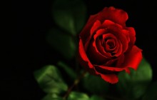 Nice red rose - Roses