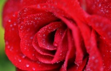 Rose photos wallpaper - Roses