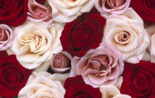 Fragrant roses wallpaper - Roses