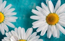 Chamomile images wallpaper - Daisies
